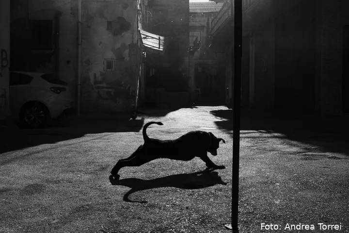 2nd place winner: Andrea Torrei (Italy): 'The Silent Wait'&nbsp;