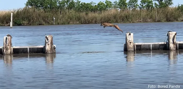 huge jump bobcat over water 5ebcf5cc85d10 700