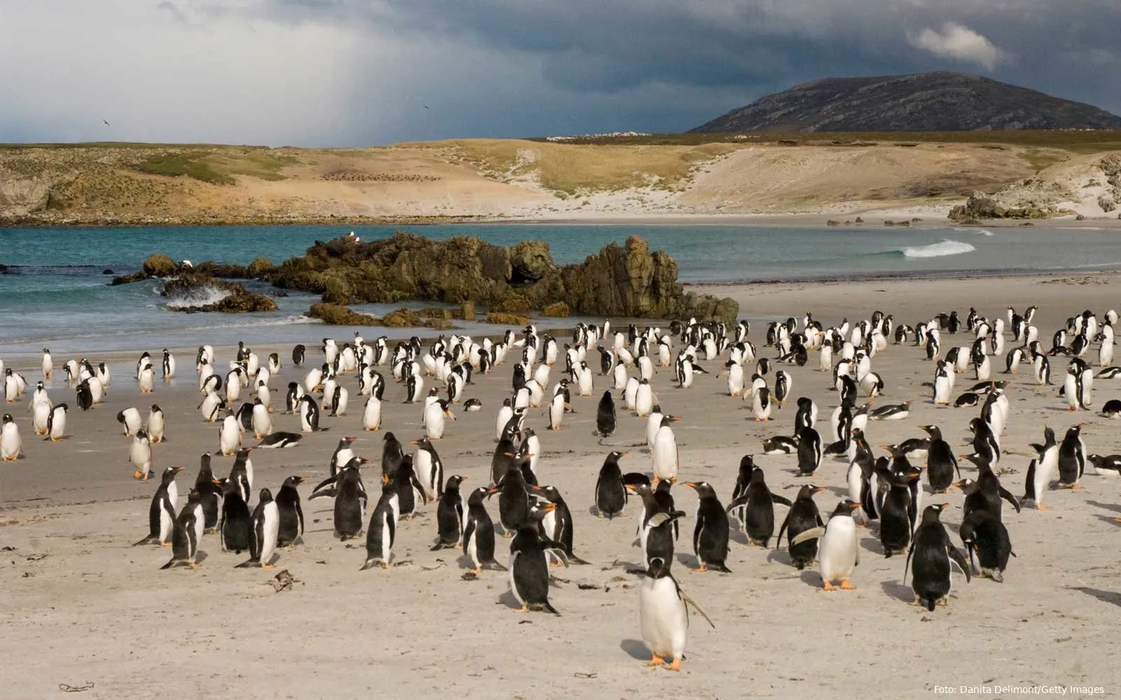 pebble island penguins falklands islandsale1218