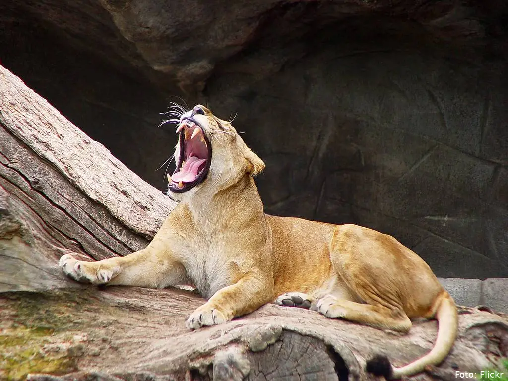 yawn
