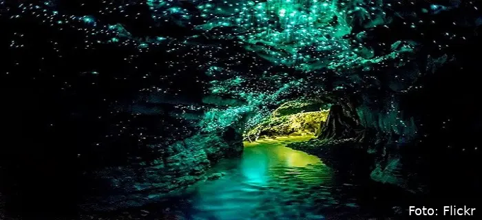 glowworm