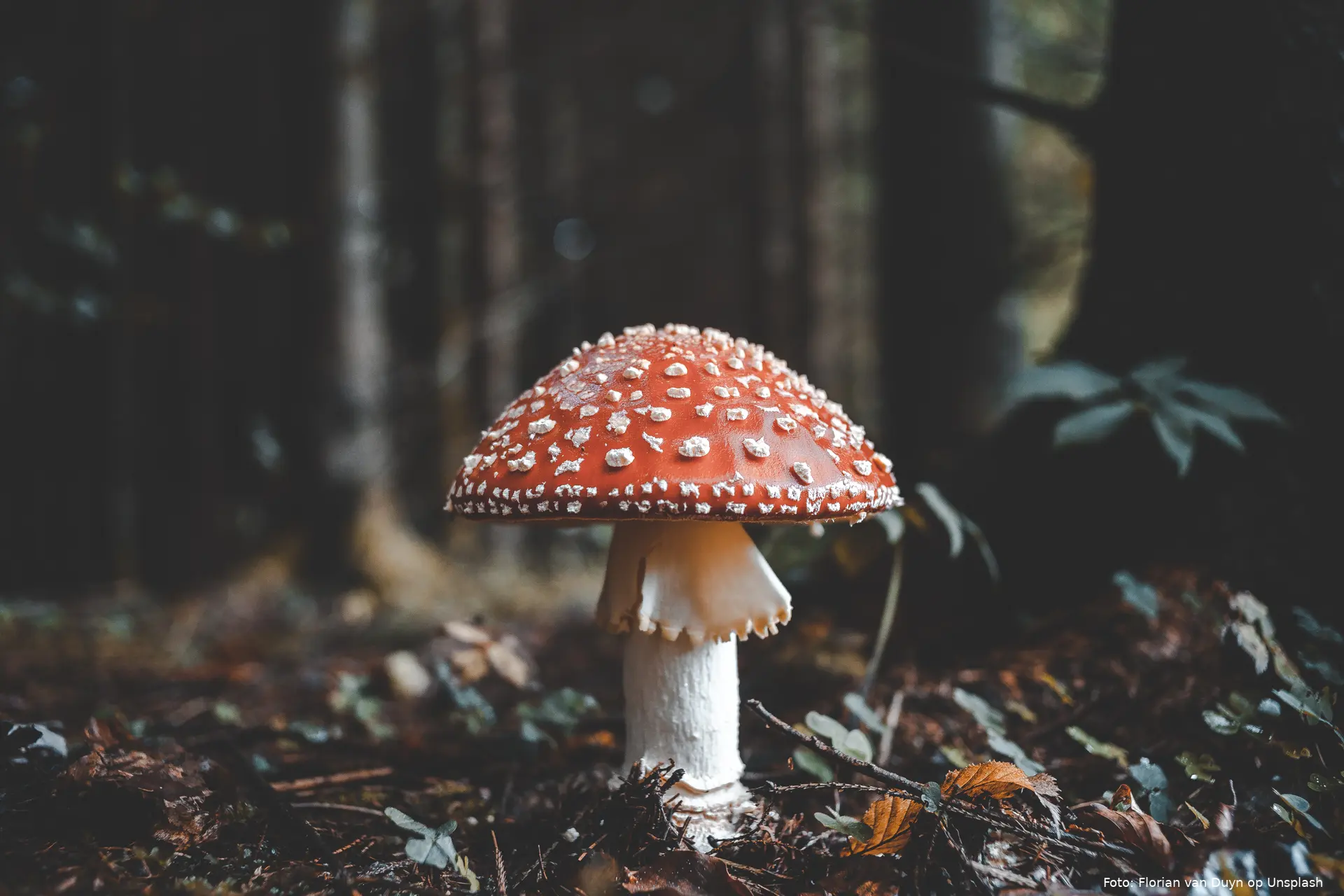 florian van duyn dm qxdynoec unsplash