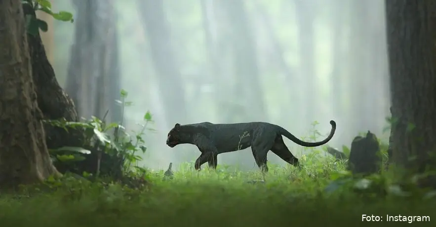 zwarte panter