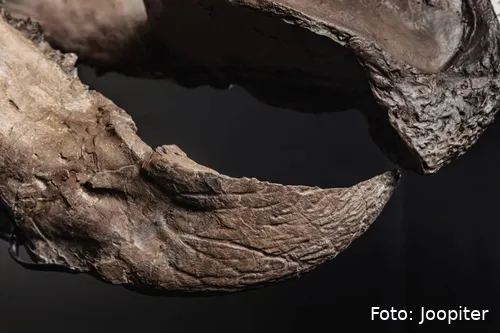 10-JOOPITER-Trey-Beak-1536x1024