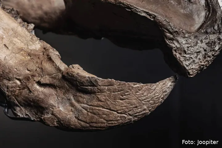 10-JOOPITER-Trey-Beak-1536x1024