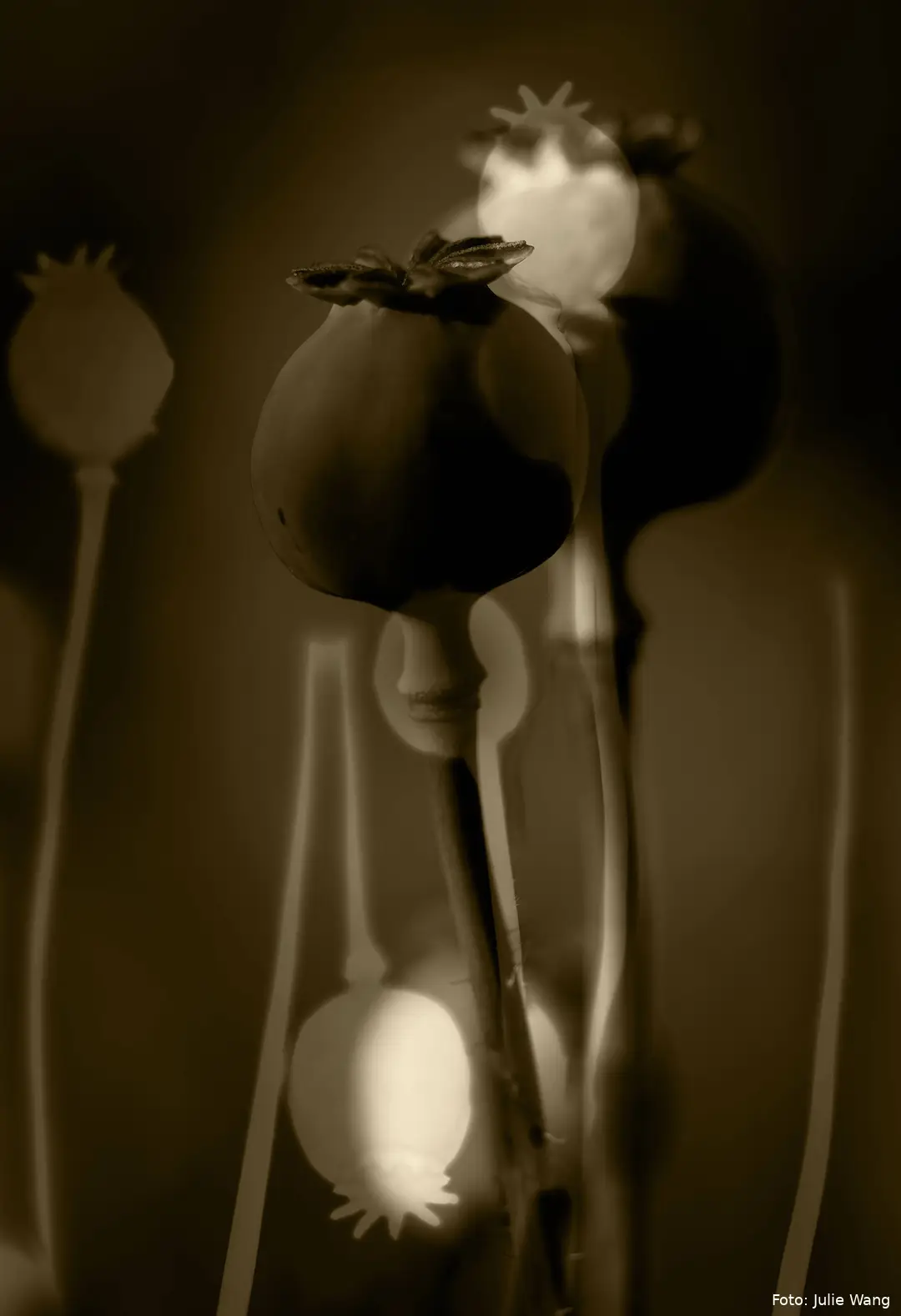 1 - Julie-Wang-Echoes-of-Sepia
