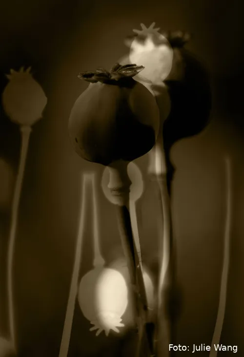 1 - Julie-Wang-Echoes-of-Sepia