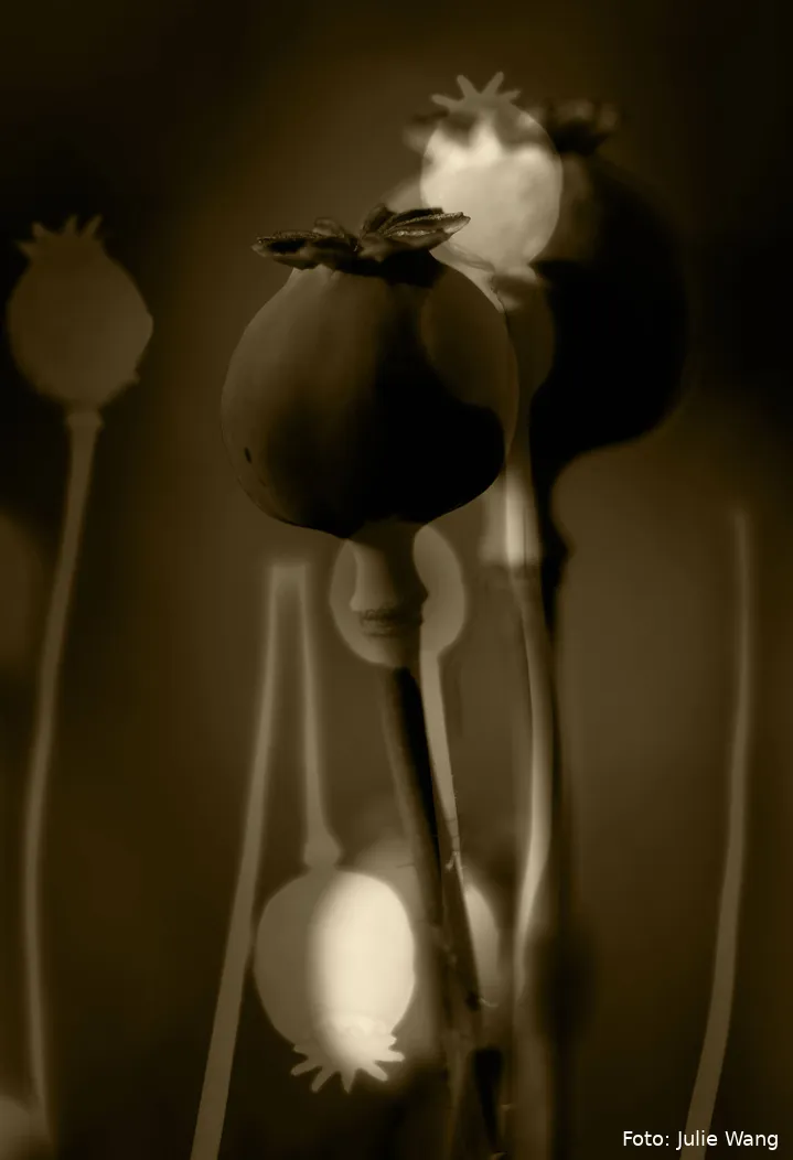 1 - Julie-Wang-Echoes-of-Sepia