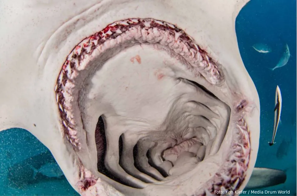 photo of inside a hammerhead sharks mouth