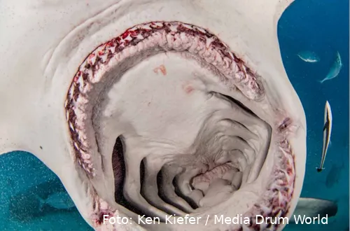 photo of inside a hammerhead sharks mouth