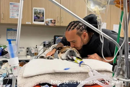 <i>Lewis Hamilton og Roscoe i én af de sidste stunder på hospitalet.</i>