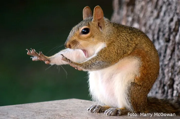 comedy wildlife photography awards finalists 2018 24 5b9b5781852a1 880