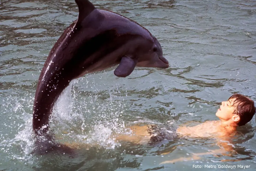 flipper