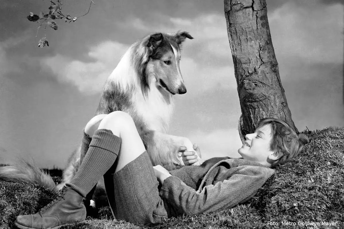 lassie come home