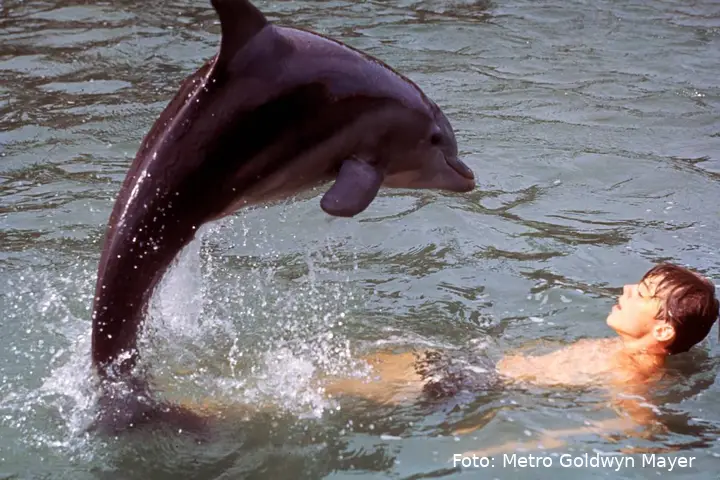 flipper