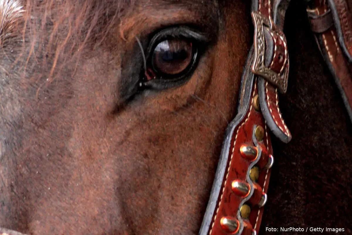 hest horsesport hestesport