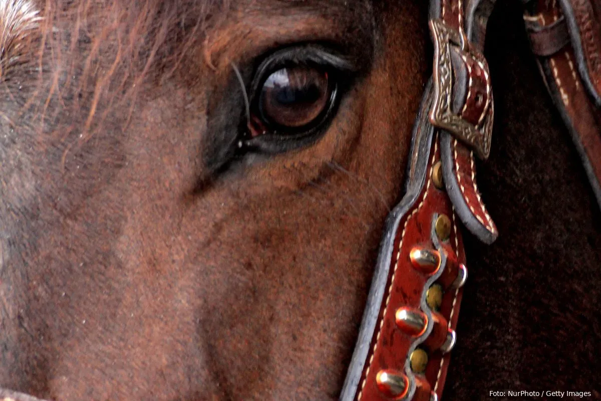 hest horsesport hestesport