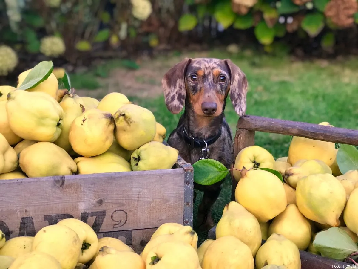 hond fruit buiten