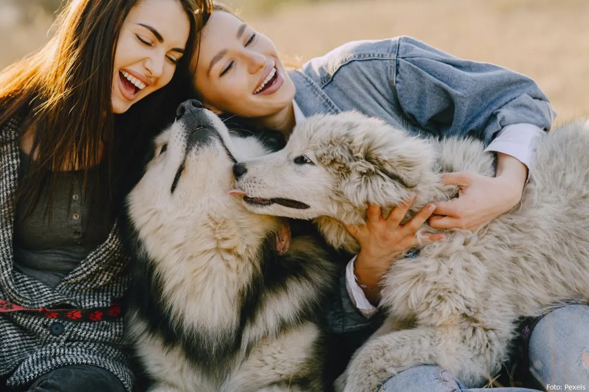 honden gezelschap plezier gelukkig huisdier