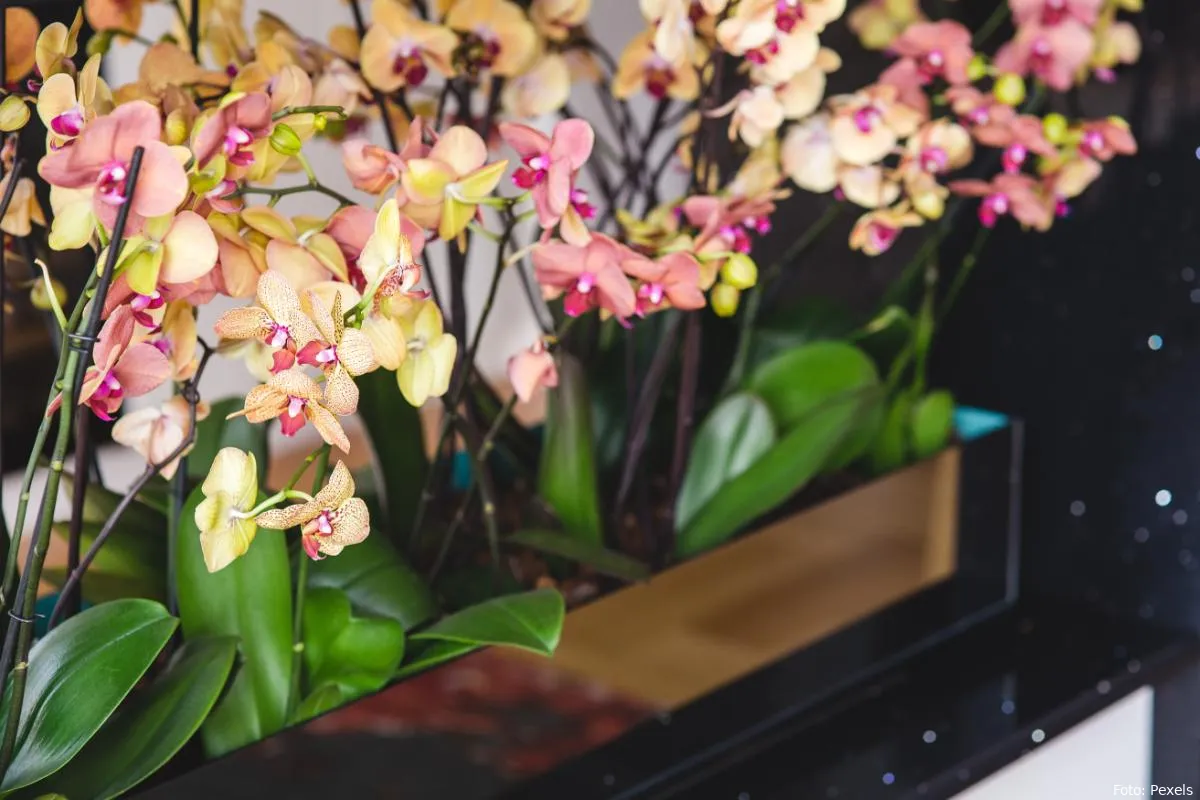 orchidee bloem plant