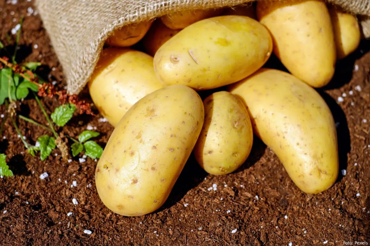 aardappelen eten groenten