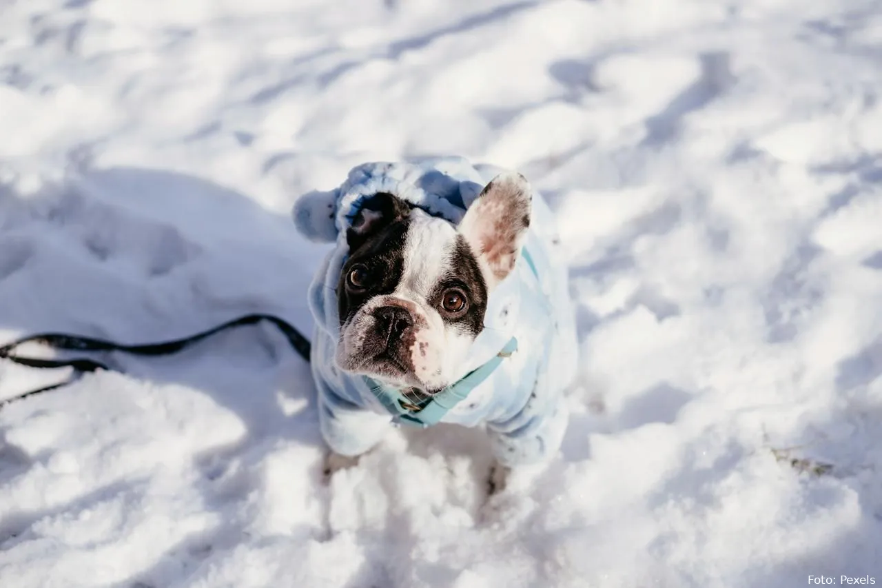 hond in jas hond in winter hond huisdier