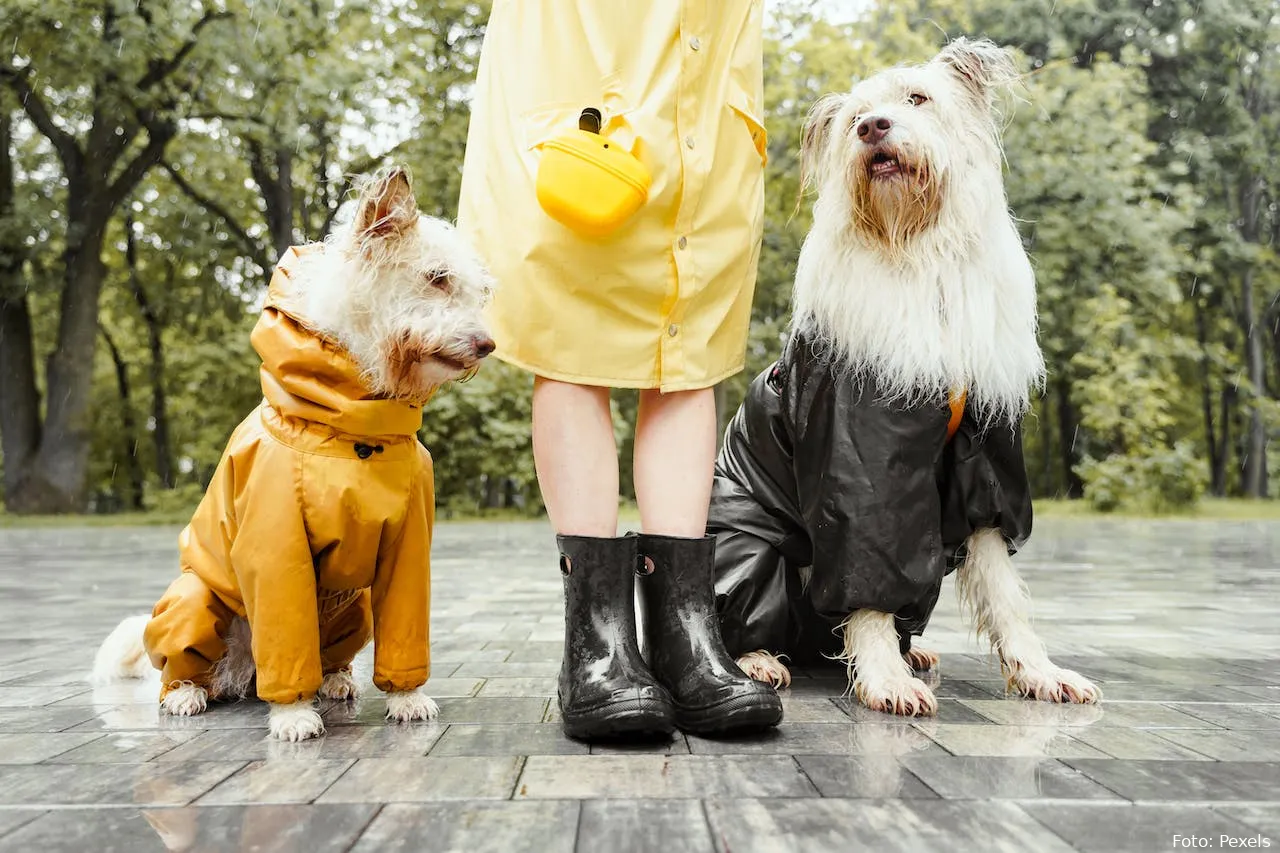 hond honden regen hondenvest