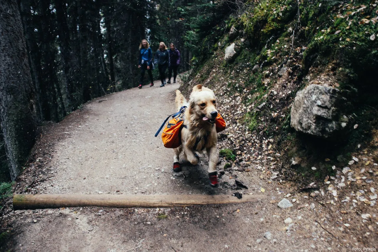 honden rugzak honden huisdieren wandelen