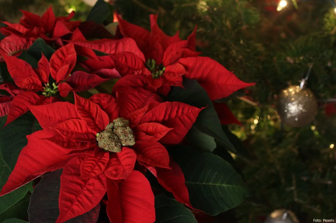 kerstster plant feestdagen tuin