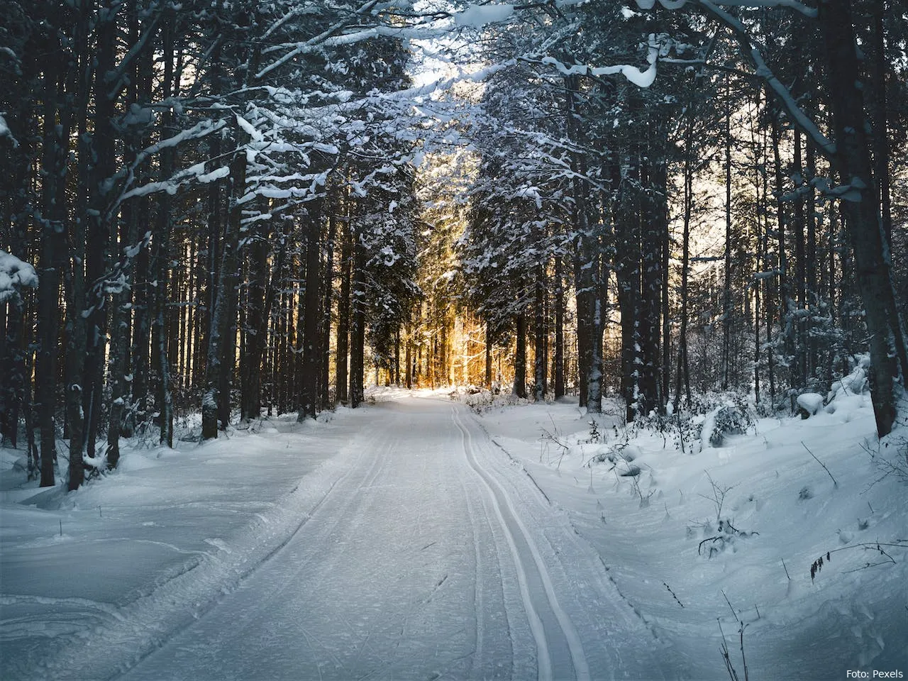 sneeuw landschap bos weerbericht weer