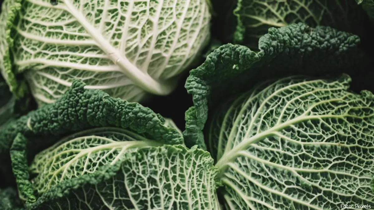 savooikool groene kool eten recept