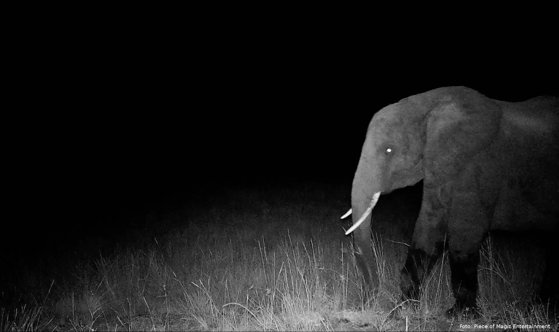 GhostElephants_36