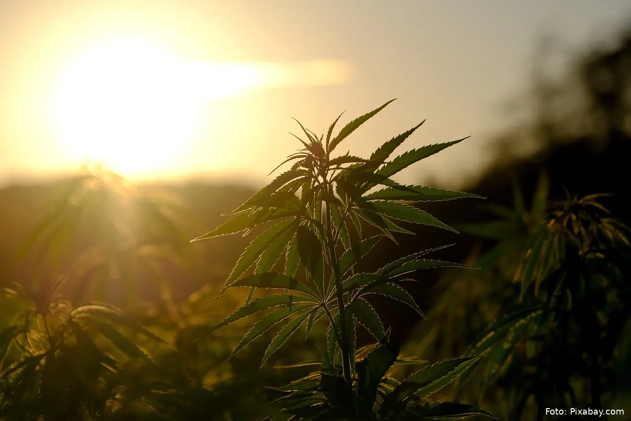 cannabis