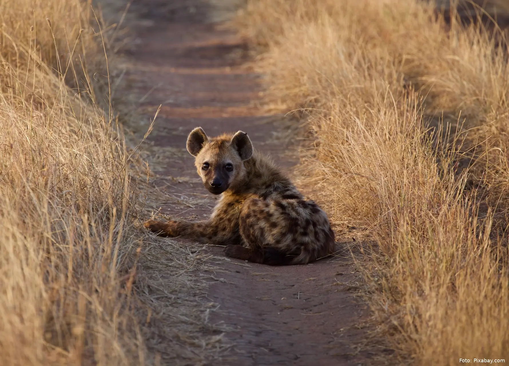 hyena 4