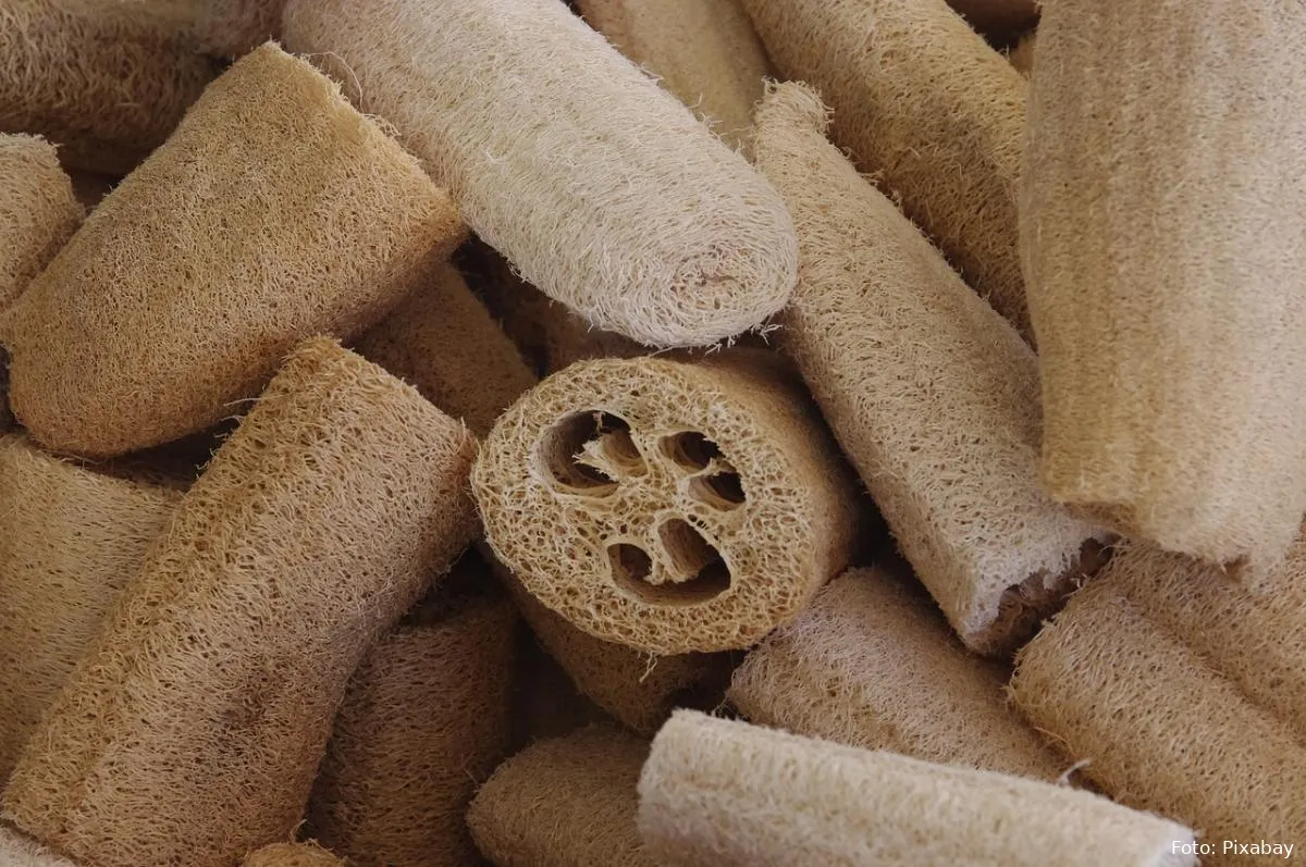 loofahs of luffa