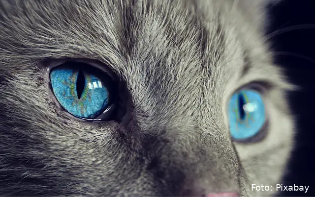 cat 1285634 640