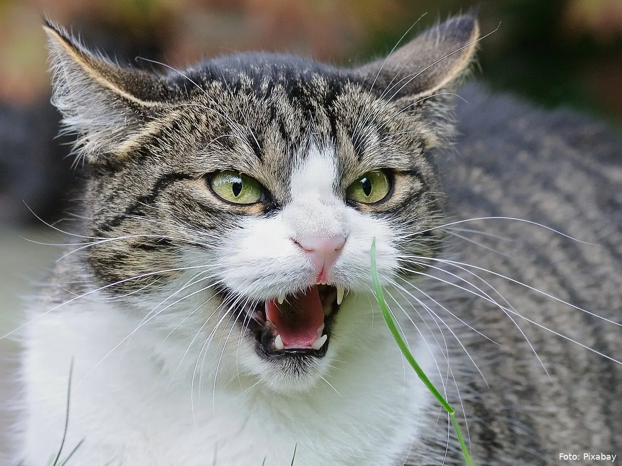 cat 1865538 1280