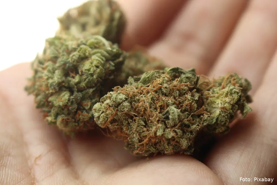weed 2517251 960 720
