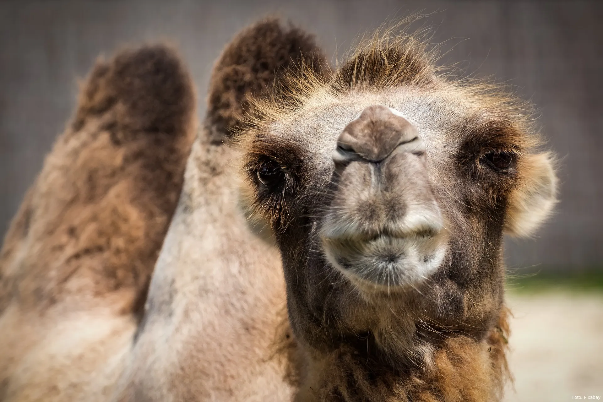 camel 1615446 1920