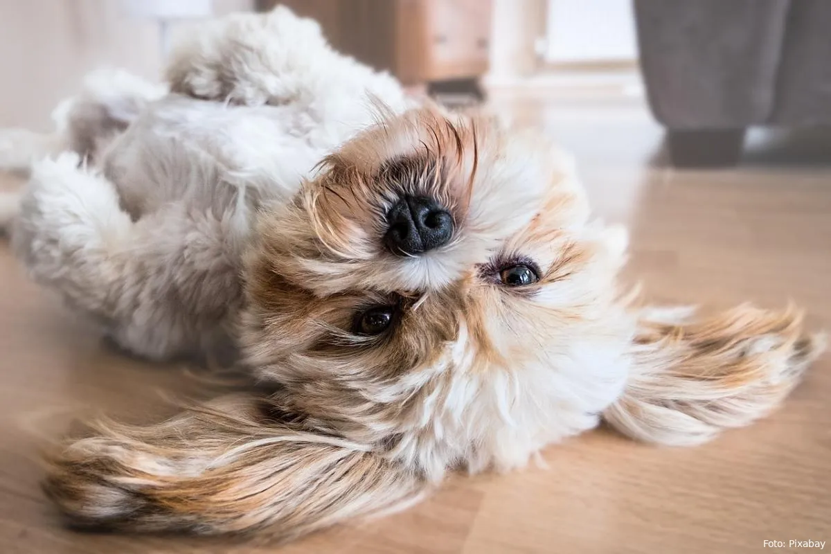 hond vacht kleine hond