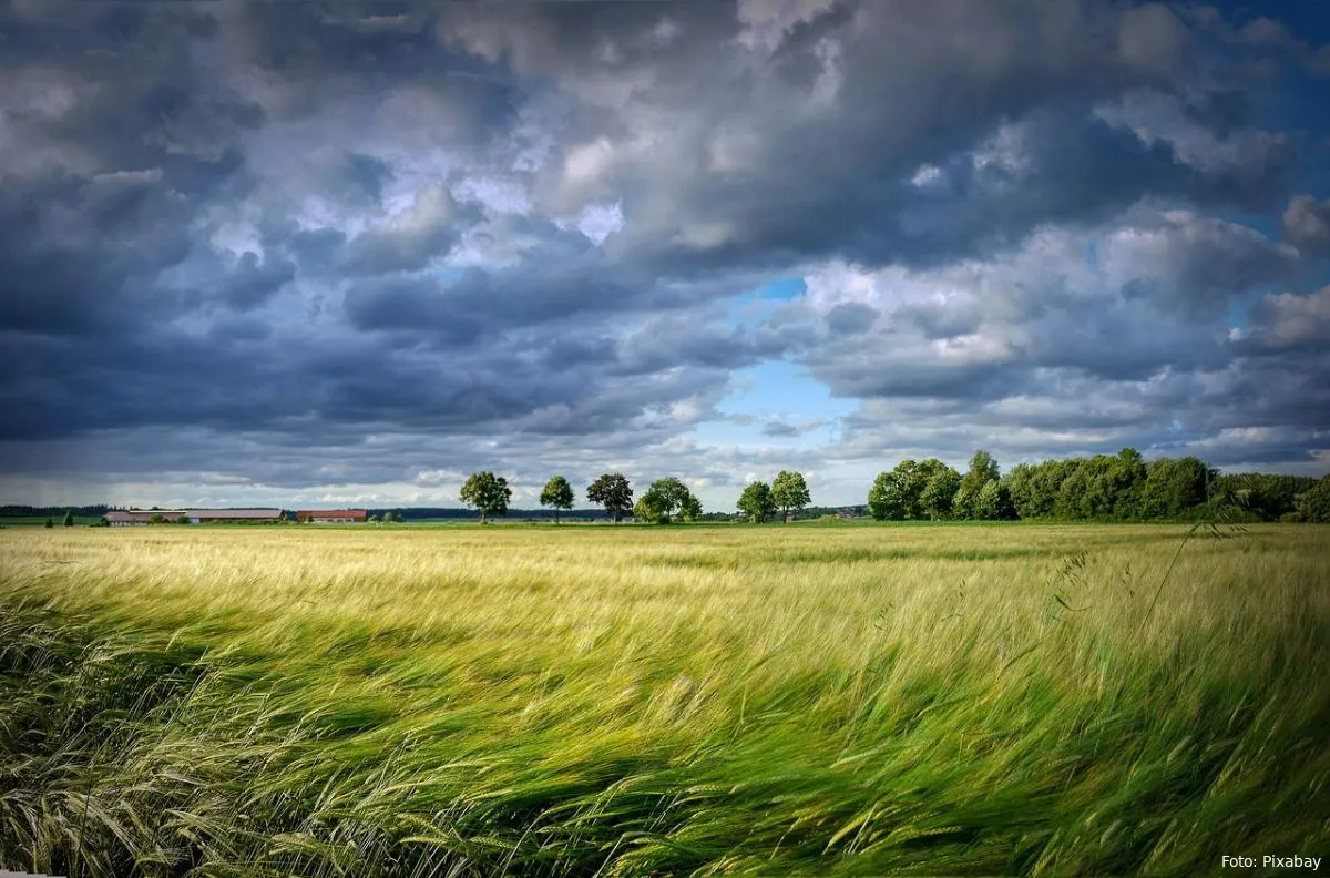 weer granen bewolkt dreigend weer wind granen die waaien in de wind weerbericht