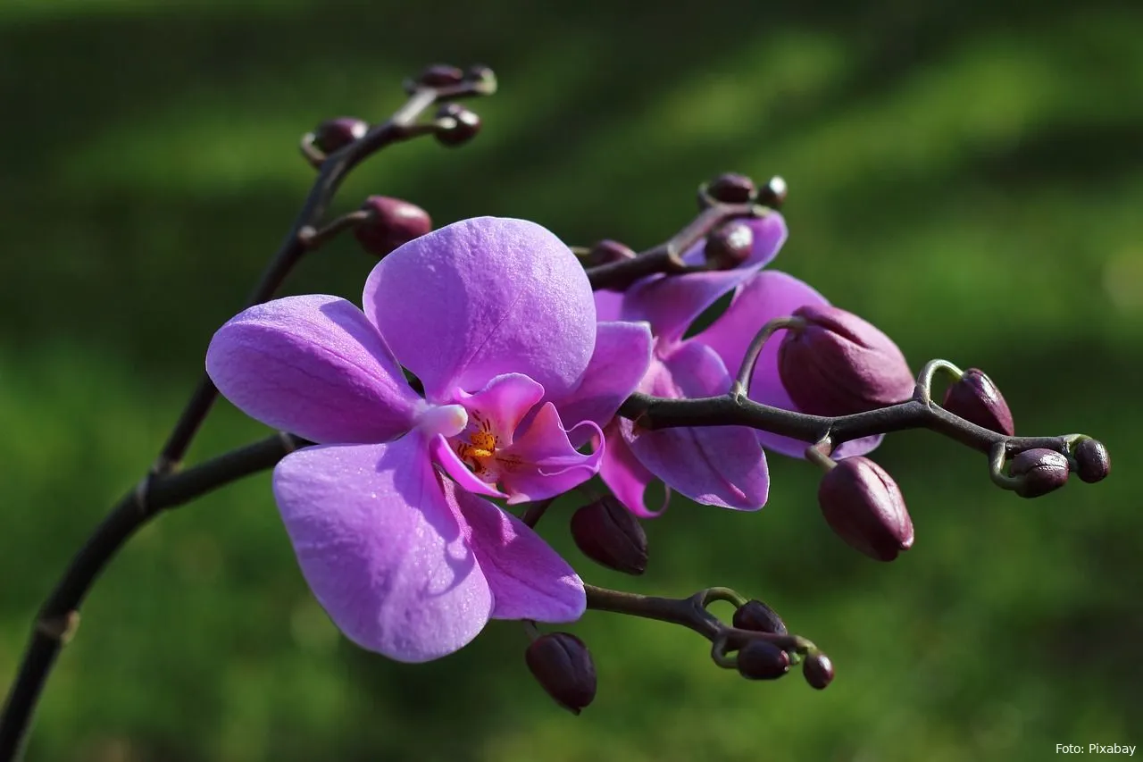 orchidee bloemen planten tuintips