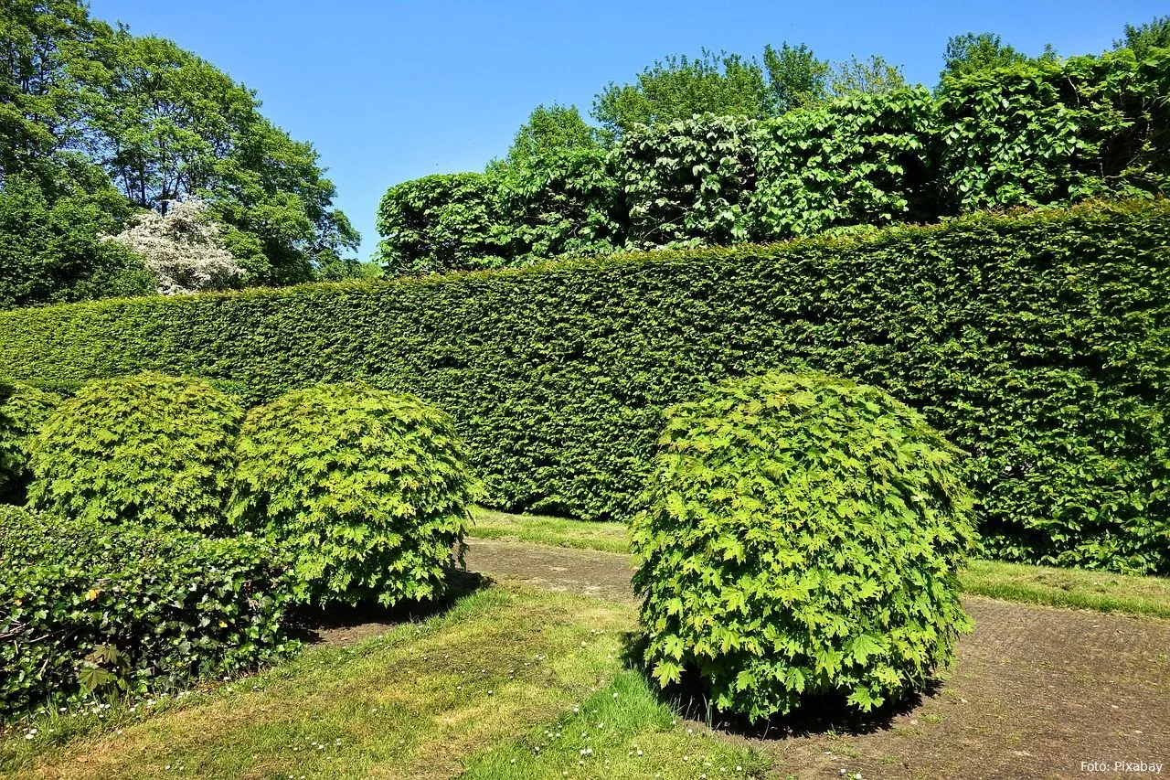 hagen snoeien tuin