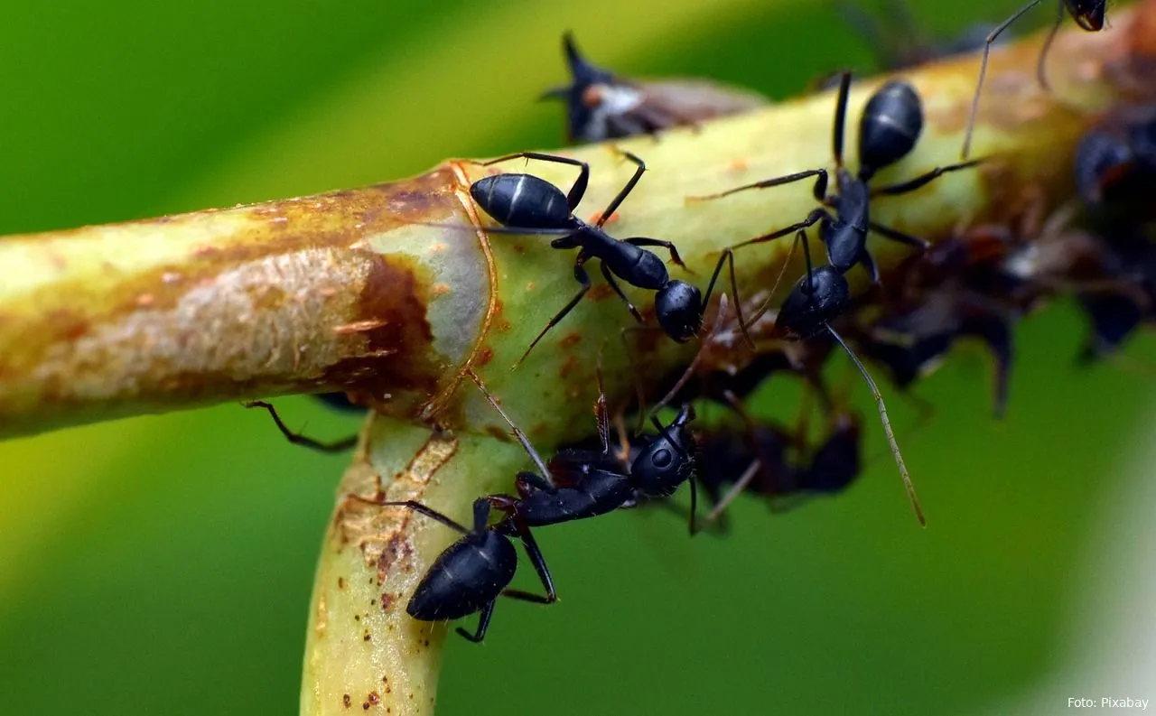 mieren dieren tuin insecten