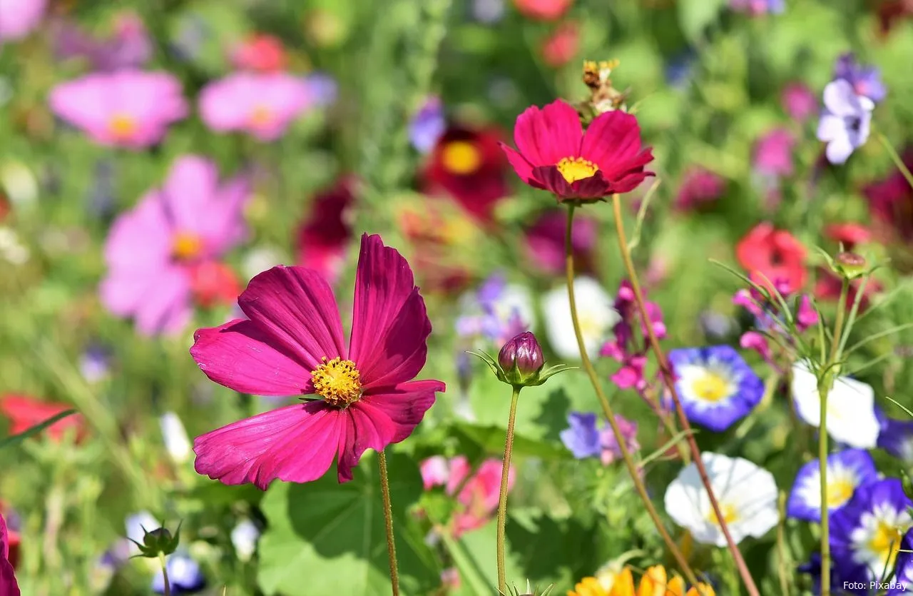 bloemen weide verschillende bloemen tuinieren tuintip