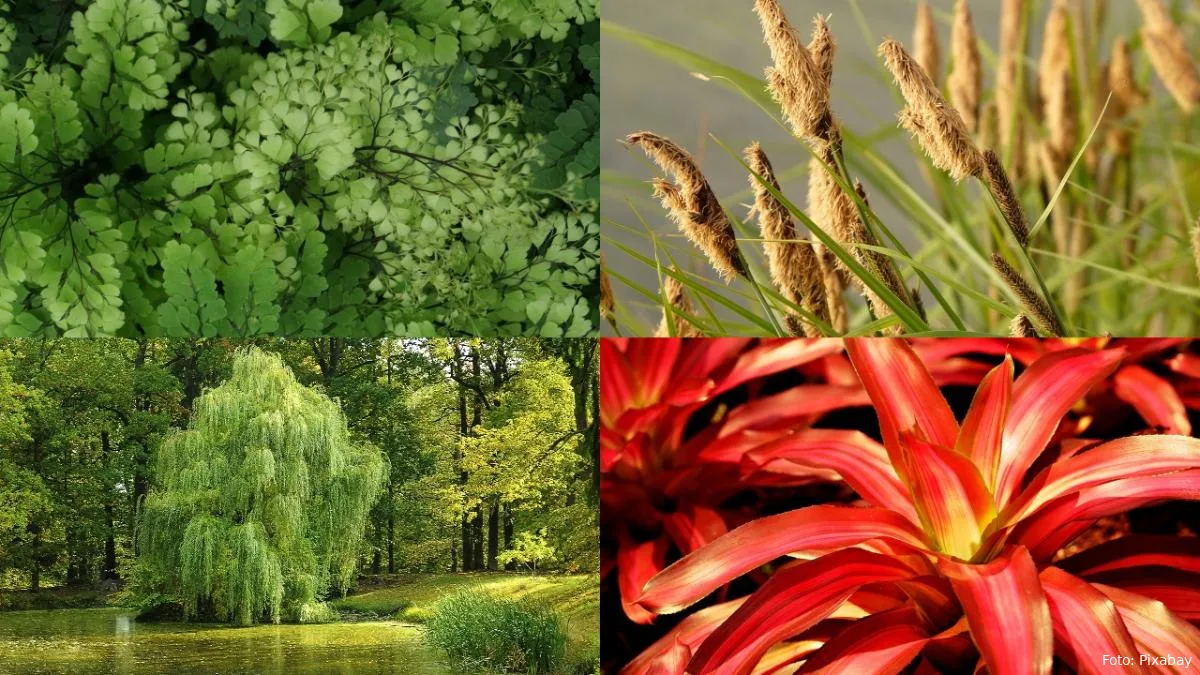 collageplanten op vochtige plaatsen 1