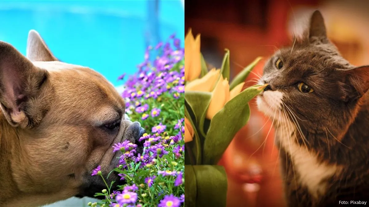 hond en kat collage
