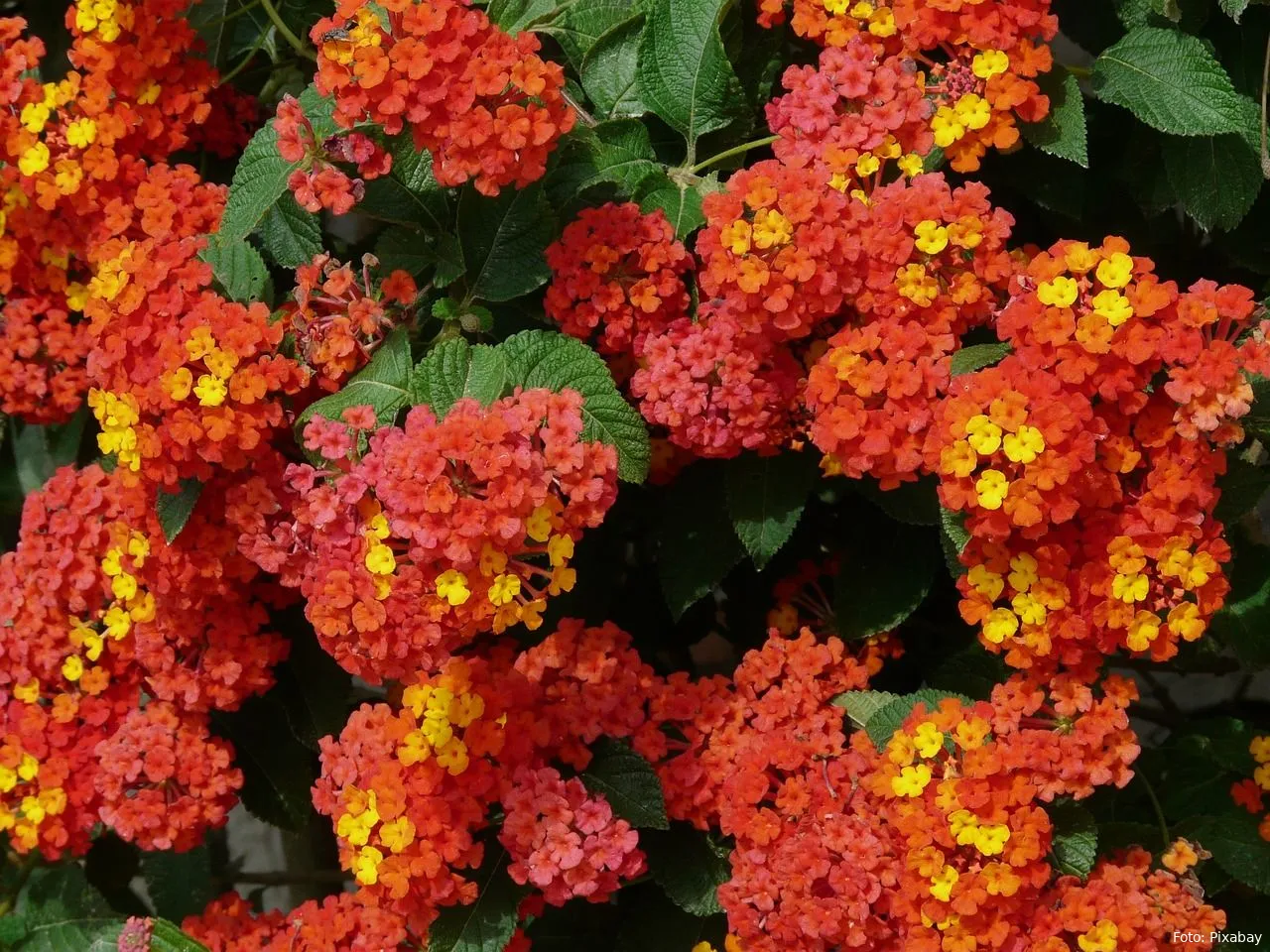 lantana bloemen planten tuin tuinieren kleur