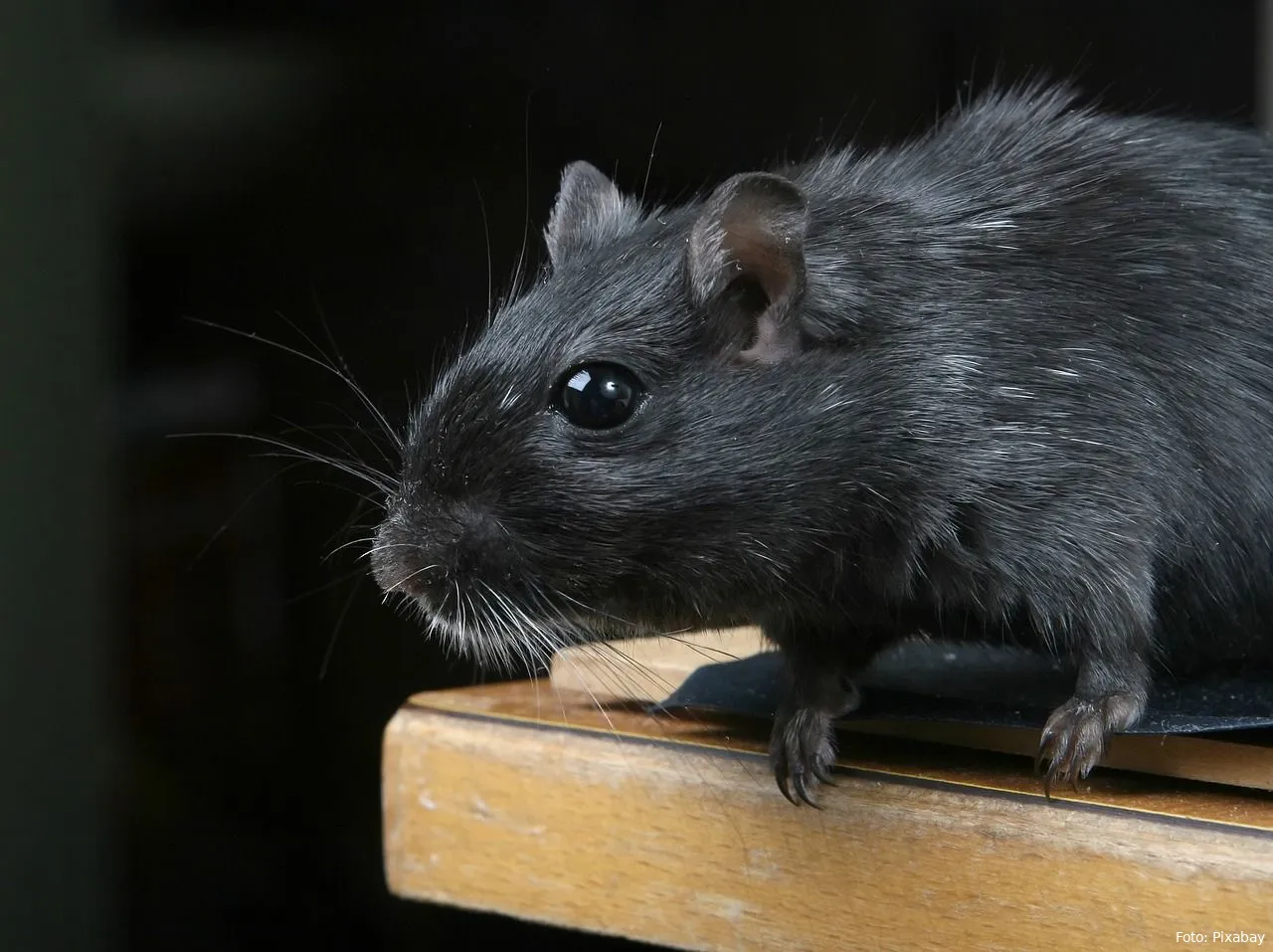 muis dier tuin ongedierte bestrijden