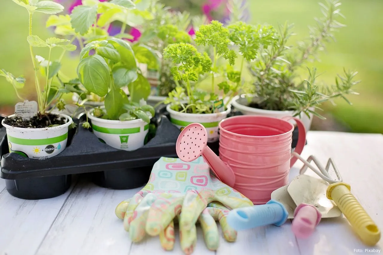 planten tuinieren tuin handschoenen tuingereedschap tuin